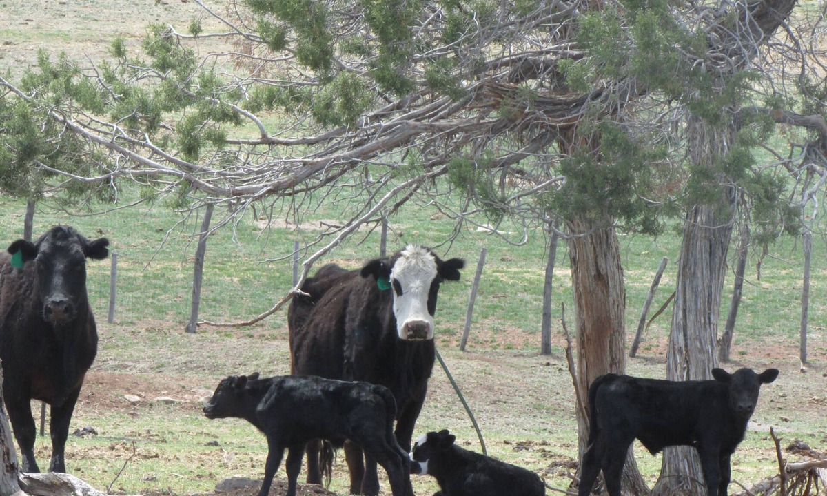 Colorado Bray Ranch Getaway | Redvale