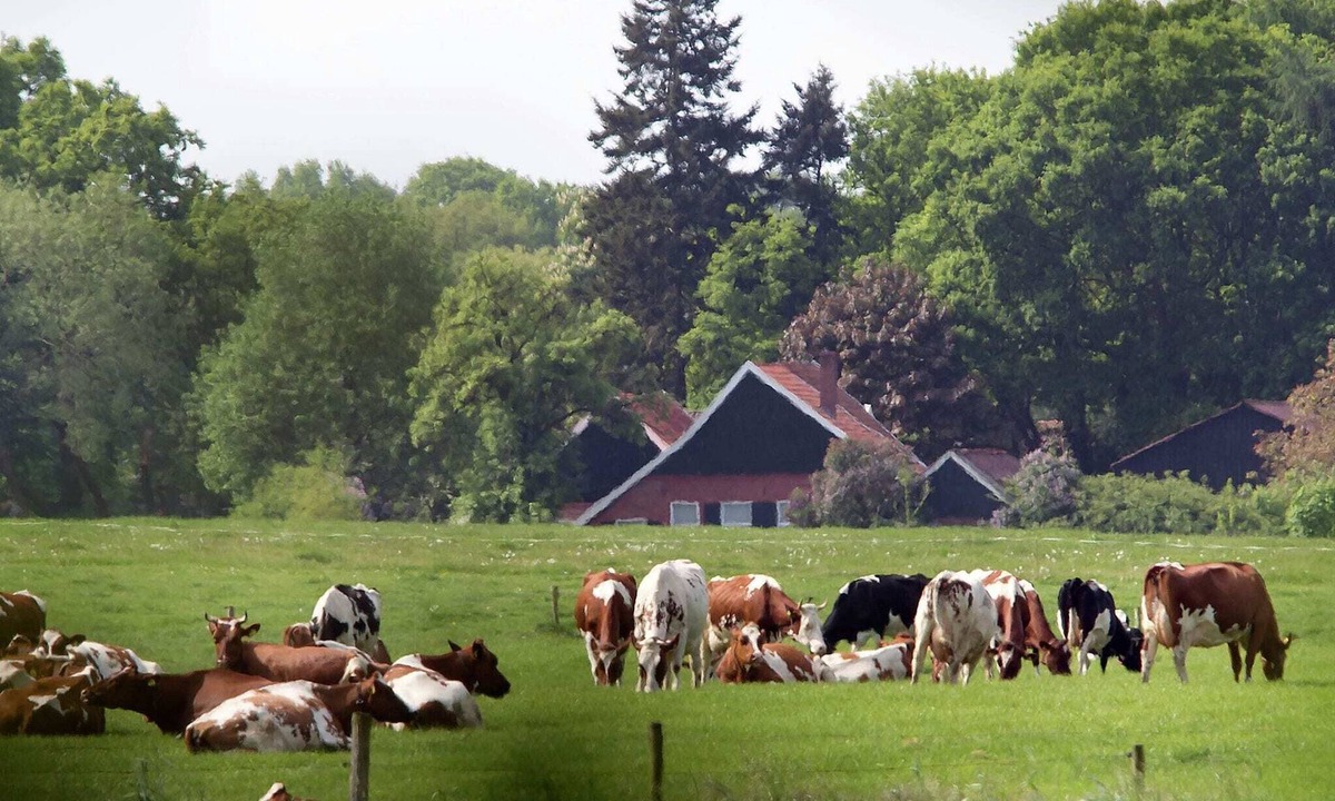 Cozy Lodge Dishwasher Holiday Park The Achterhoek | Winterswijk - Brinkheurne