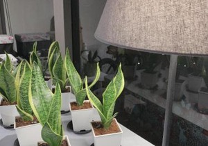日出逢甲