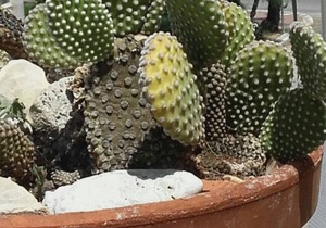 1p Apartment in Specchiolla