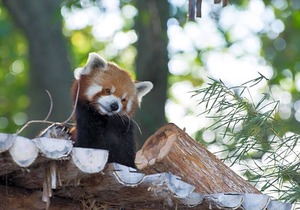 3-Star Hotel ∙ SpringHill Suites St. Louis Brentwood