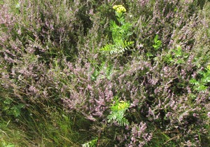 37 m² Apartment ∙ 1 bedroom ∙ 2 guests