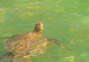 A#1 BEACHFRONT CONDO*ASK for AVAILABILITY*SUPER CLEAN*SUPER VIEWS*FREE PKG/WiFi