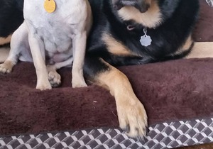 Amazing Family Lake House!..Lake Travis Views!..Pet Friendly..WIFI..FEED DEER!