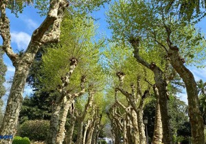 Apartamento Padrón Centro, Camino de Santiago