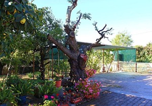 Apartment in Vrvari with One-Bedroom 3