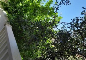 Apartments Duce (122)