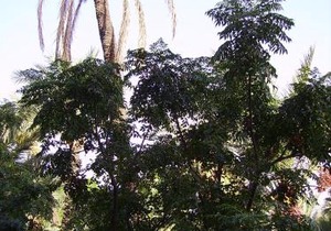 Appart avec vue Jardin/Majorelle