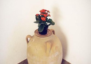 B&B Masseria Donna Carlotta