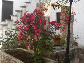 B&B Masseria Donna Carlotta