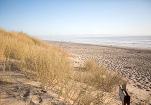Beach Condo Shorebirds 175