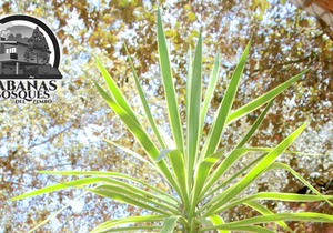 Cabañas Los Bosques del Zembo-Huasca-Hidalgo-México