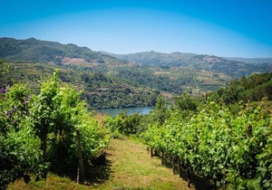 Casa Da Mouta - Douro Valley