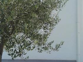 Casimari San Lorenzo