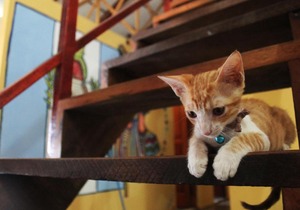 Ciao Cacao Hostel & Vegan Cafe