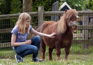 Cozy lodge with a dishwasher at a holiday park in the Achterhoek