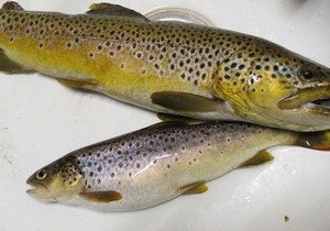 Finley's Riverside Cabins | Cabin # C