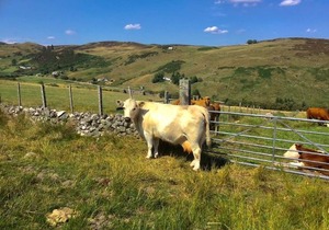 Glen Lodges