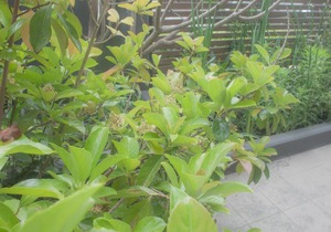 HOAMA - Cosy apartments in Wentworth Point