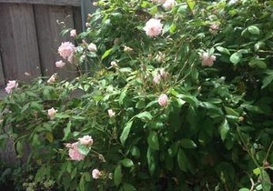 Hobart Colonial Apartment