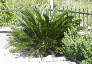 Holiday apartment Brela for 1 - 2 persons with 1 bedroom - Holiday apartment in one or multi-family