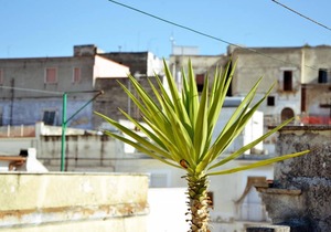 Holiday house Canosa di Puglia for 1 - 5 persons with 3 bedrooms - Holiday home