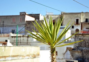 Holiday house Canosa di Puglia for 1 - 5 persons with 3 bedrooms - Holiday home
