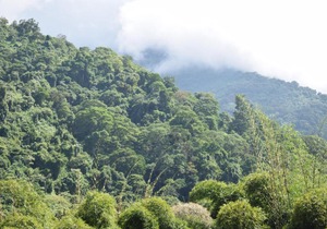 Hospedaje Los Pinos, cabaña en Minca