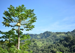 Hospedaje Los Pinos, cabana en Minca
