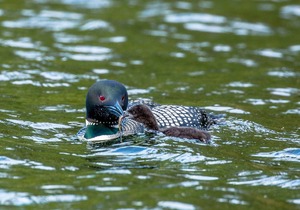 Ideal Location on Level, Sandy Shore on Beautiful Gull Lake in Brainerd Lakes
