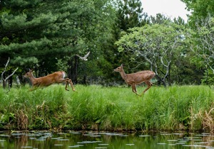 Ideal Location on Level, Sandy Shore on Beautiful Gull Lake in Brainerd Lakes