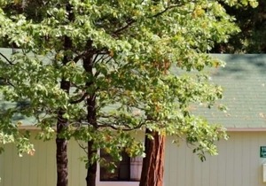 INSIDE YOSEMITE! Ten minutes from Yosemite Valley. SUMMER/FALL openings!