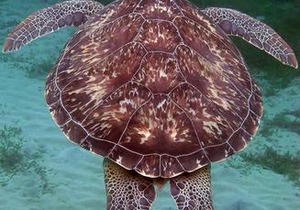 Les pieds dans l'eau Les Trois-Ilets