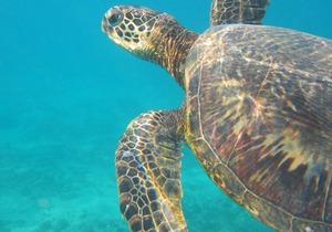 Luxurious Ocean Front Condo with Wrap Around Lanai - Newly Renovated