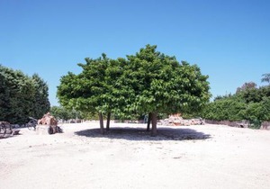 Masseria Guadiano Vecchio