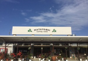 Matayoshi Coffee Farm