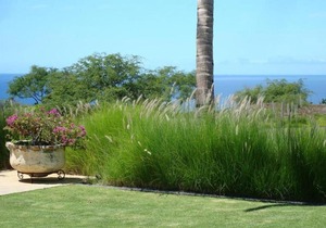 Moani Heights #2 by South Kohala Management