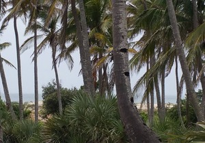 Morrumbene Beach Resort