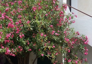 Oleander House - Three-room apartment 10 minutes from the sea