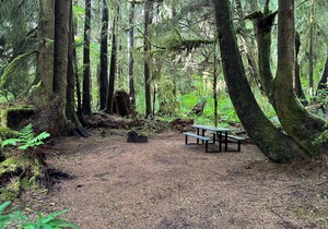Primitive Tent Site #3- Beautiful Forested Property