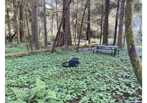 Primitive Tent Site #9- Beautiful Forested Property