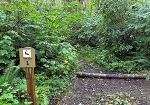 Primitive Tent Site in Enchanted Rain Forest - Site #1