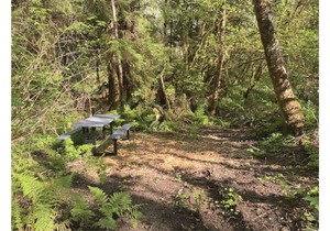Primitive Tent Site in Enchanted Rain Forest - Site #1