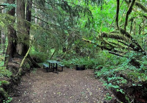 Primitive Tent Site in Enchanted Rain Forest - Site #4