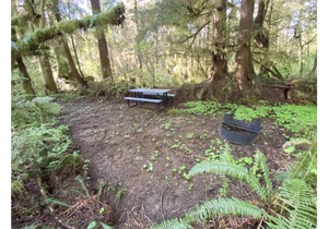 Primitive Tent Site in Enchanted Rain Forest - Site #4