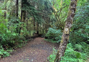 Primitive Tent Site in Enchanted Rain Forest - Site #4