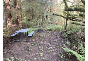 Primitive Tent Site in Enchanted Rain Forest - Site #4