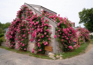 Private Beach Cottage in Historic Sconset!