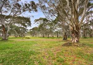 Snowgums 18