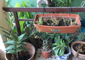 The Green House, Labone